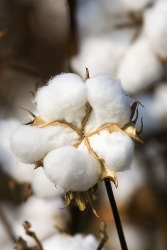 Cotons lavables et textiles en coton biologique certifié GOTS